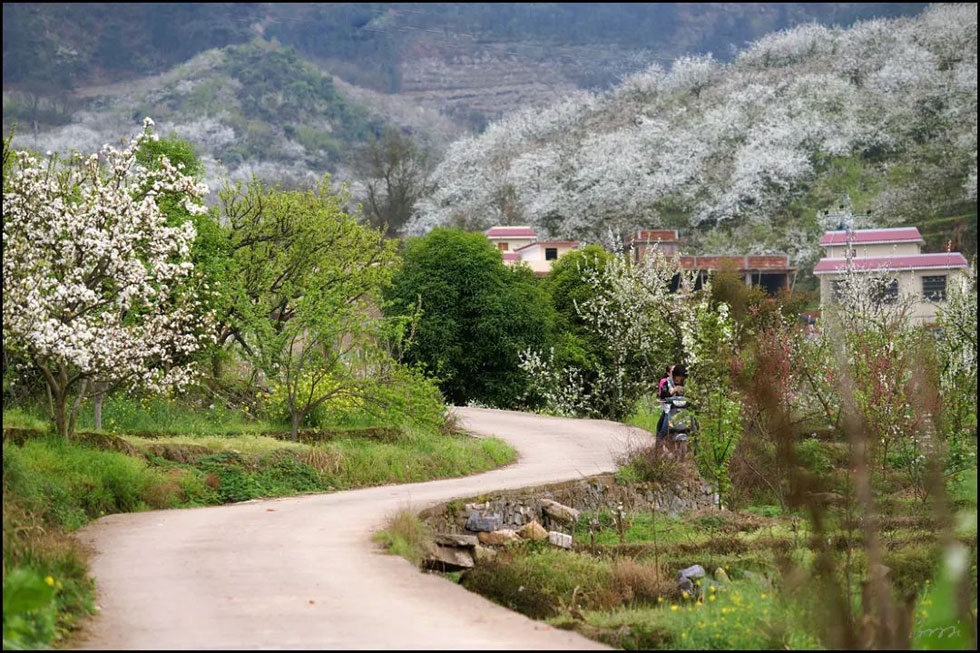 【春天,广西桂林灌阳县向您发出邀请!】我们在灌阳看梨花 - 游山玩水 - 龙岩生活社区 - 龙岩28生活网 ly.28life.com