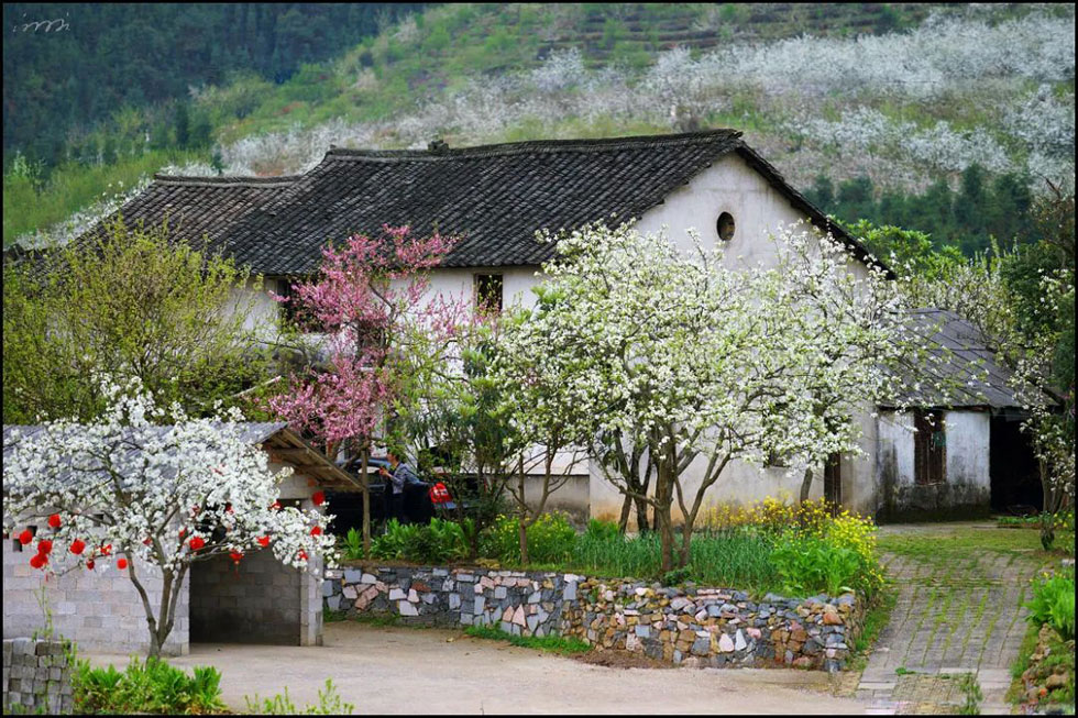 【春天,广西桂林灌阳县向您发出邀请!】我们在灌阳看梨花 - 游山玩水 - 龙岩生活社区 - 龙岩28生活网 ly.28life.com