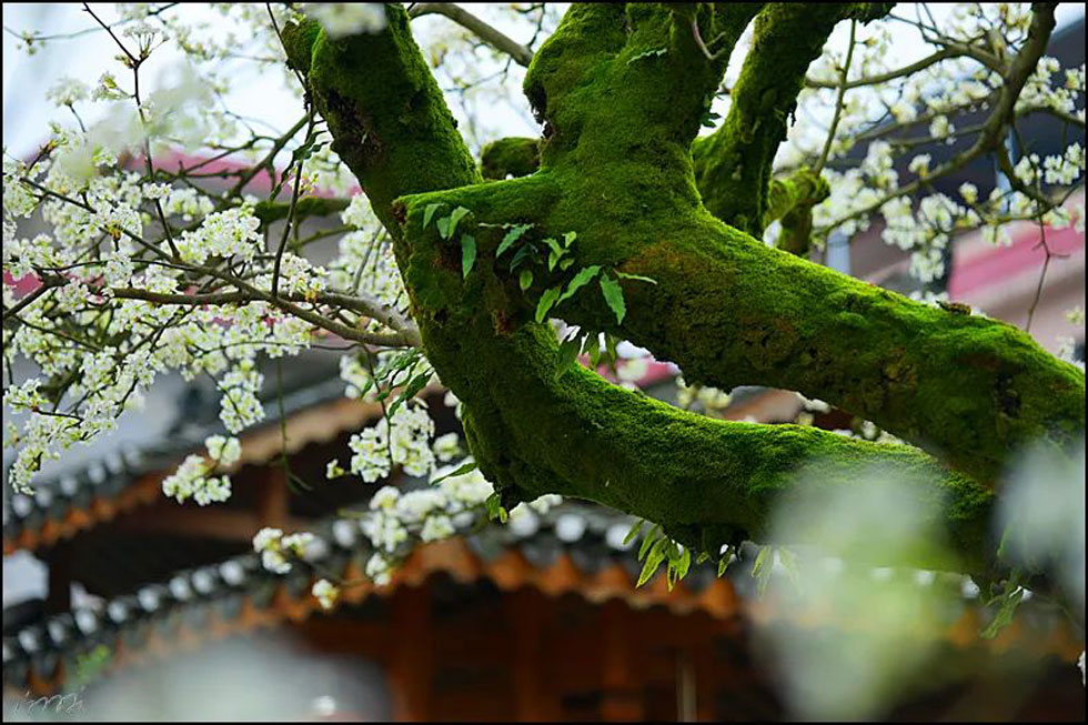 【春天,广西桂林灌阳县向您发出邀请!】我们在灌阳看梨花 - 游山玩水 - 龙岩生活社区 - 龙岩28生活网 ly.28life.com