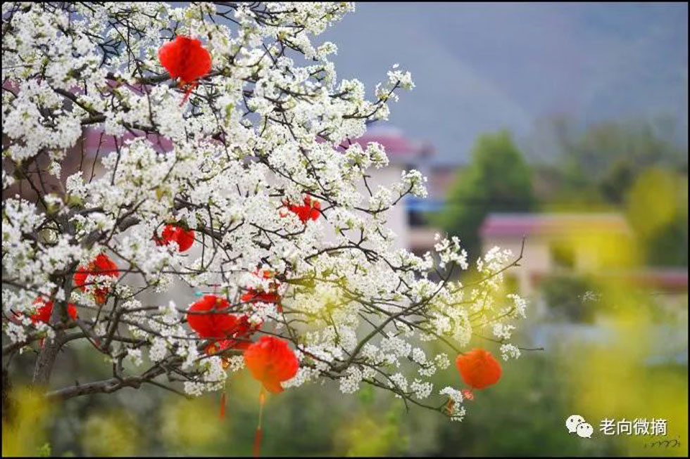 【春天,广西桂林灌阳县向您发出邀请!】我们在灌阳看梨花 - 游山玩水 - 龙岩生活社区 - 龙岩28生活网 ly.28life.com