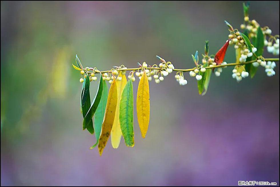 【春天，广西桂林灌阳县向您发出邀请！】米珠山前有片山苍子花在飘香 - 游山玩水 - 龙岩生活社区 - 龙岩28生活网 ly.28life.com