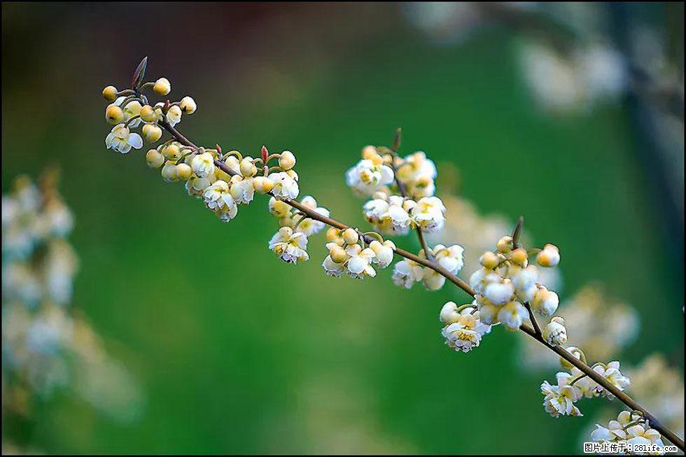 【春天，广西桂林灌阳县向您发出邀请！】米珠山前有片山苍子花在飘香 - 游山玩水 - 龙岩生活社区 - 龙岩28生活网 ly.28life.com