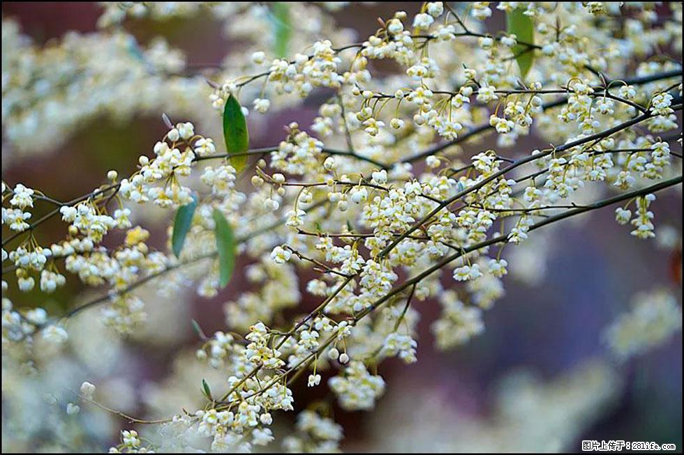 【春天，广西桂林灌阳县向您发出邀请！】米珠山前有片山苍子花在飘香 - 游山玩水 - 龙岩生活社区 - 龙岩28生活网 ly.28life.com