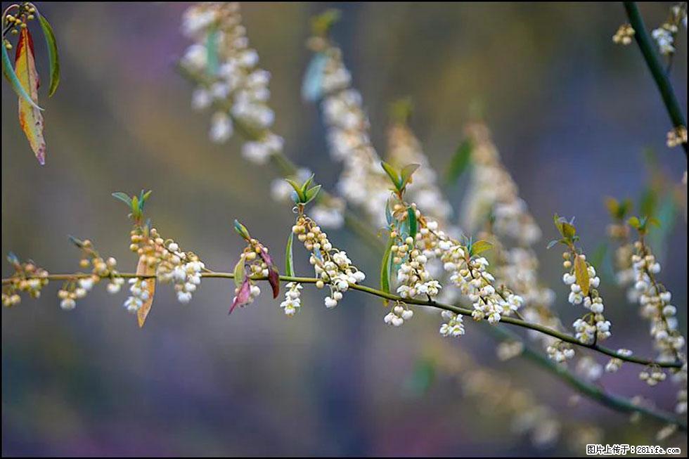 【春天，广西桂林灌阳县向您发出邀请！】米珠山前有片山苍子花在飘香 - 游山玩水 - 龙岩生活社区 - 龙岩28生活网 ly.28life.com