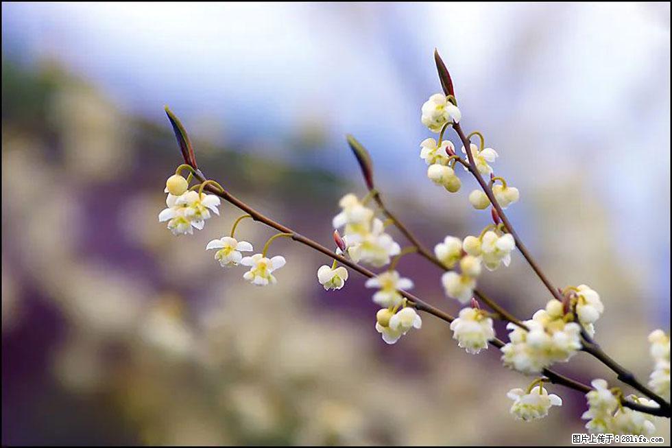 【春天，广西桂林灌阳县向您发出邀请！】米珠山前有片山苍子花在飘香 - 游山玩水 - 龙岩生活社区 - 龙岩28生活网 ly.28life.com