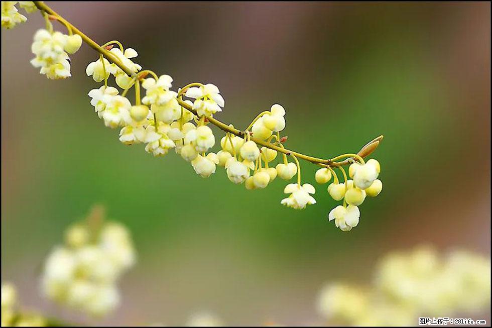 【春天，广西桂林灌阳县向您发出邀请！】米珠山前有片山苍子花在飘香 - 游山玩水 - 龙岩生活社区 - 龙岩28生活网 ly.28life.com