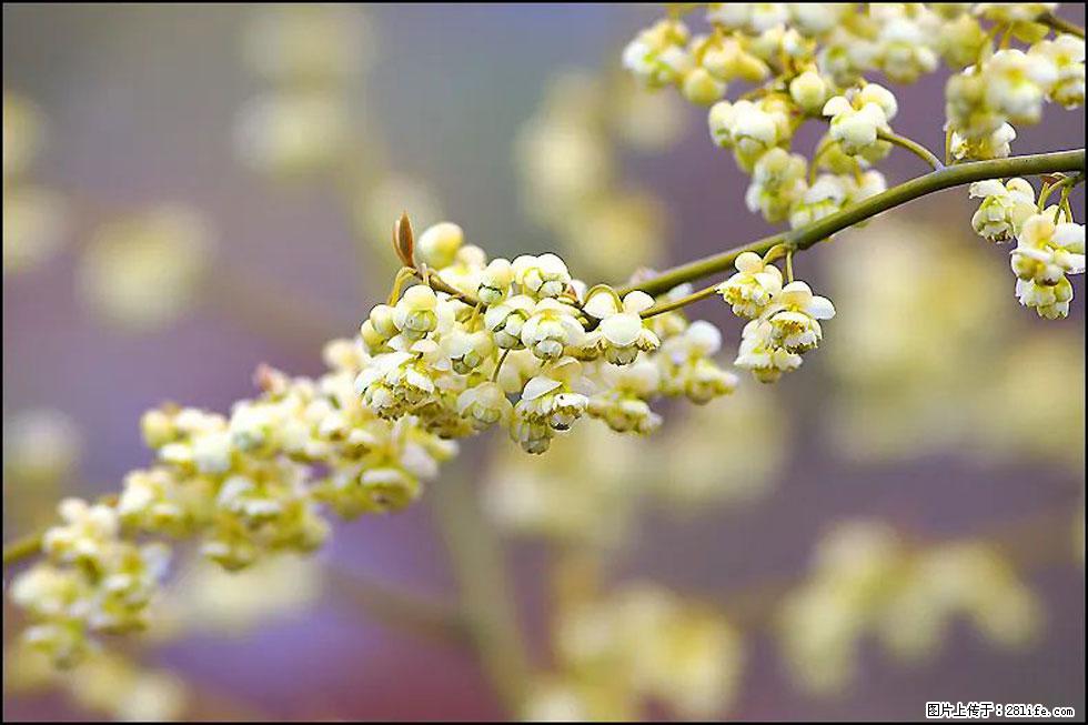 【春天，广西桂林灌阳县向您发出邀请！】米珠山前有片山苍子花在飘香 - 游山玩水 - 龙岩生活社区 - 龙岩28生活网 ly.28life.com