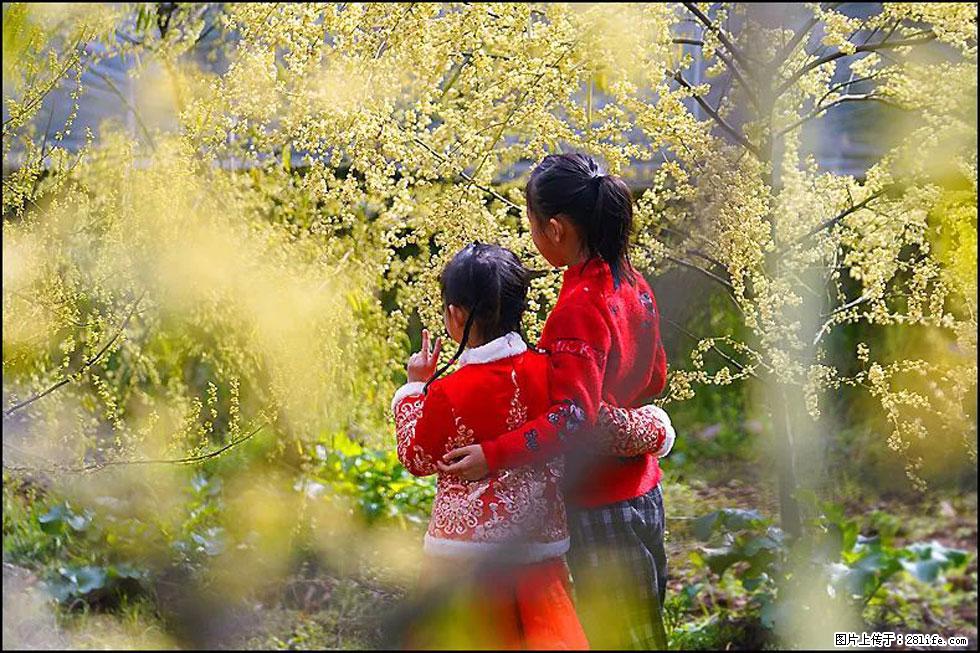 【春天，广西桂林灌阳县向您发出邀请！】米珠山前有片山苍子花在飘香 - 游山玩水 - 龙岩生活社区 - 龙岩28生活网 ly.28life.com