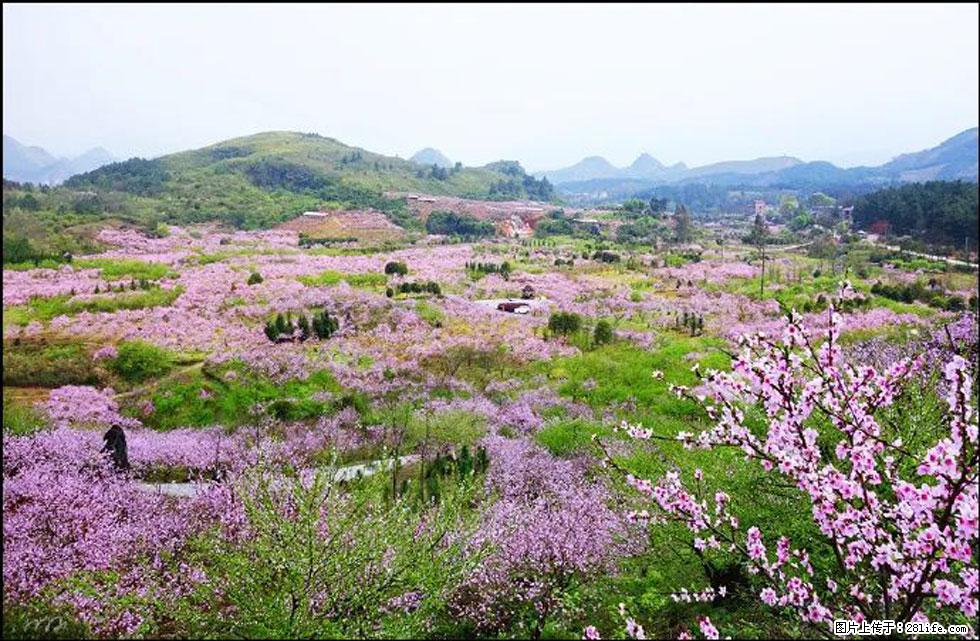 【春天,广西桂林灌阳县向您发出邀请!】官庄村有个醉美的桃花园 - 游山玩水 - 龙岩生活社区 - 龙岩28生活网 ly.28life.com