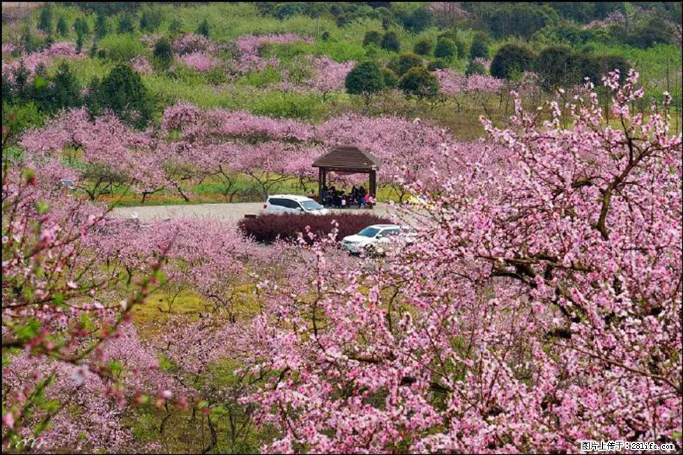 【春天,广西桂林灌阳县向您发出邀请!】官庄村有个醉美的桃花园 - 游山玩水 - 龙岩生活社区 - 龙岩28生活网 ly.28life.com