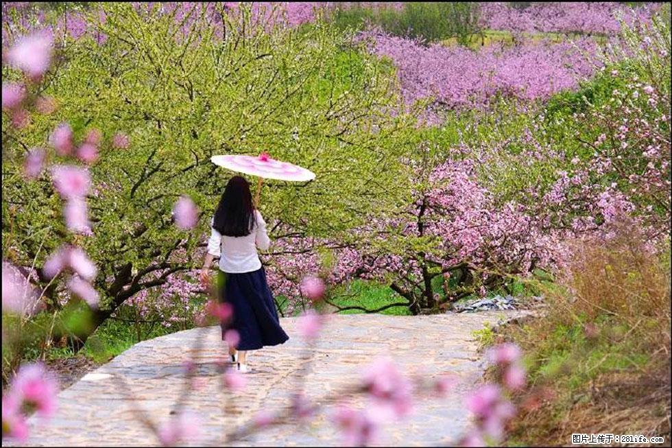 【春天,广西桂林灌阳县向您发出邀请!】官庄村有个醉美的桃花园 - 游山玩水 - 龙岩生活社区 - 龙岩28生活网 ly.28life.com