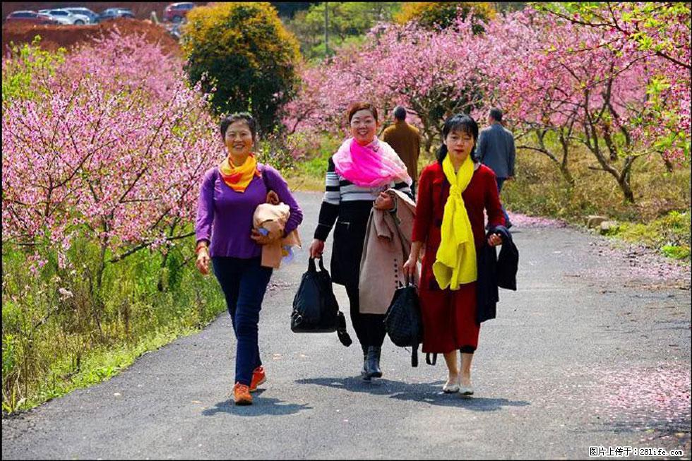 【春天,广西桂林灌阳县向您发出邀请!】官庄村有个醉美的桃花园 - 游山玩水 - 龙岩生活社区 - 龙岩28生活网 ly.28life.com