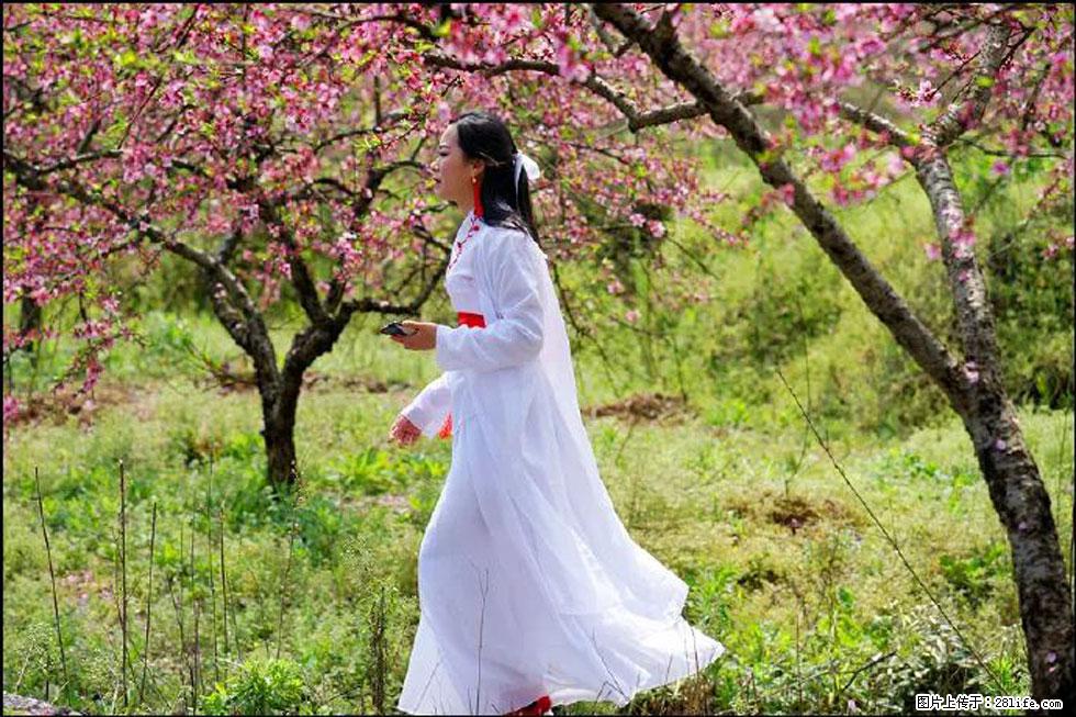 【春天,广西桂林灌阳县向您发出邀请!】官庄村有个醉美的桃花园 - 游山玩水 - 龙岩生活社区 - 龙岩28生活网 ly.28life.com