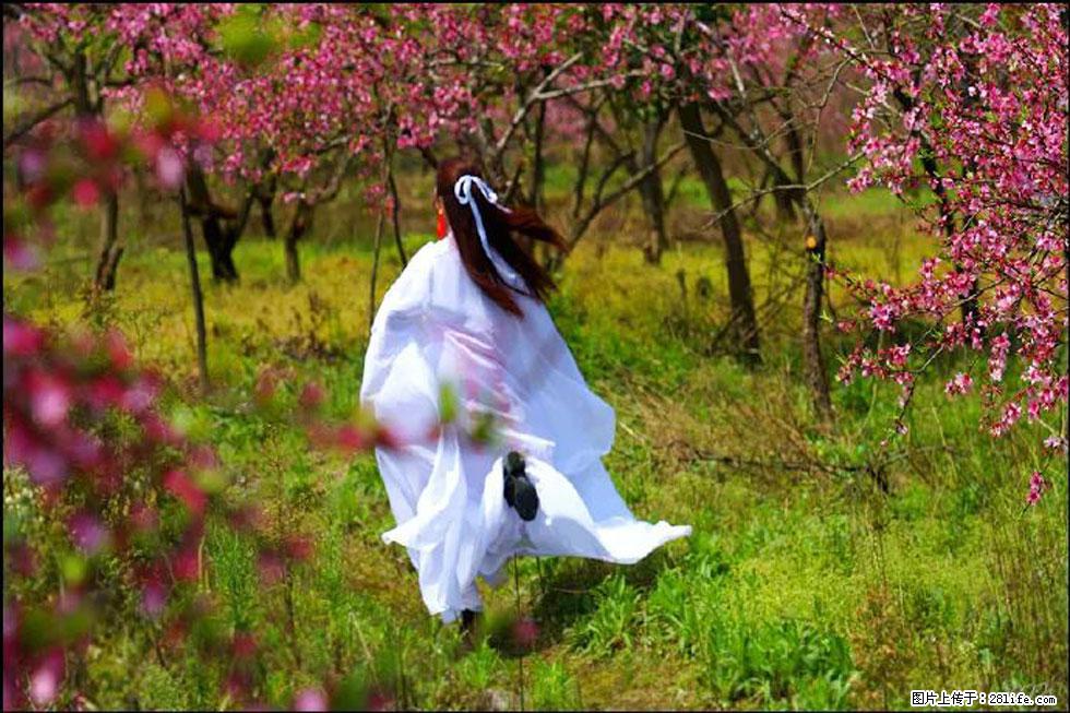 【春天,广西桂林灌阳县向您发出邀请!】官庄村有个醉美的桃花园 - 游山玩水 - 龙岩生活社区 - 龙岩28生活网 ly.28life.com