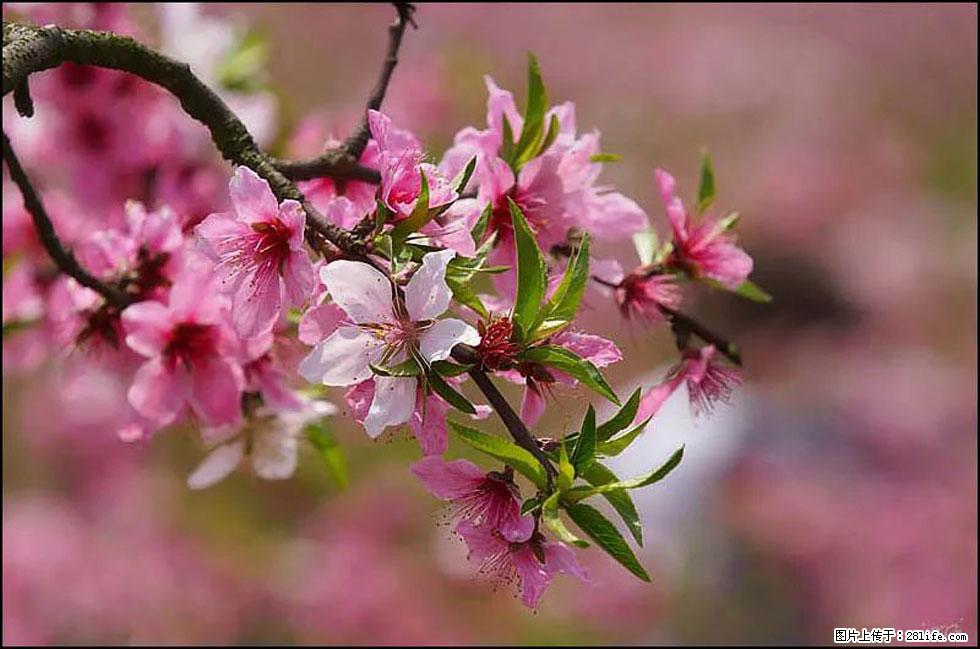 【春天,广西桂林灌阳县向您发出邀请!】官庄村有个醉美的桃花园 - 游山玩水 - 龙岩生活社区 - 龙岩28生活网 ly.28life.com