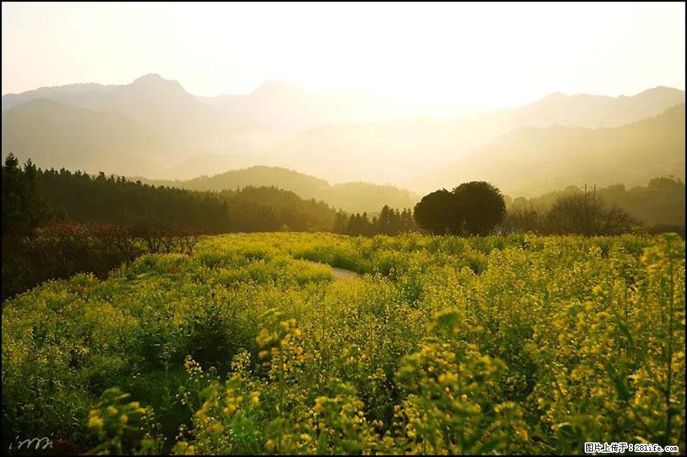 【春天，广西桂林灌阳县向您发出邀请！】长坪村油菜盛情花开 - 游山玩水 - 龙岩生活社区 - 龙岩28生活网 ly.28life.com
