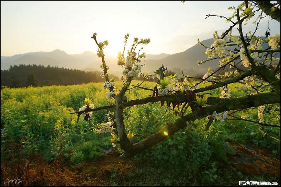 【春天，广西桂林灌阳县向您发出邀请！】长坪村油菜盛情花开 - 游山玩水 - 龙岩生活社区 - 龙岩28生活网 ly.28life.com