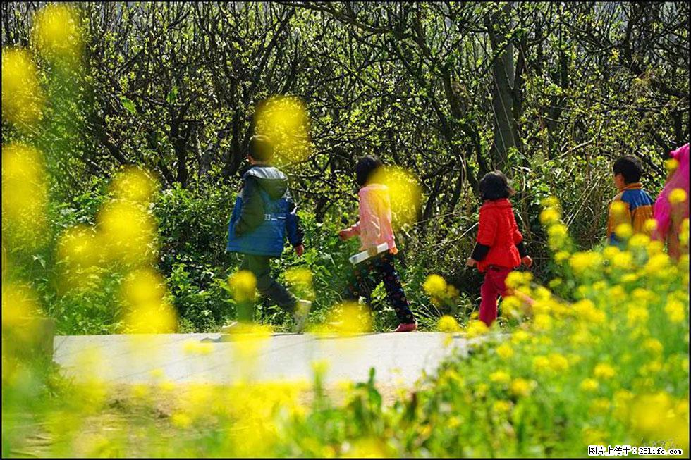 【春天，广西桂林灌阳县向您发出邀请！】长坪村油菜盛情花开 - 游山玩水 - 龙岩生活社区 - 龙岩28生活网 ly.28life.com