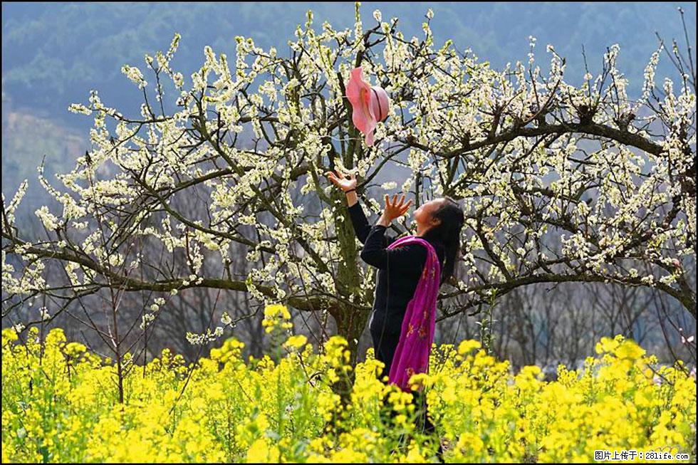 【春天，广西桂林灌阳县向您发出邀请！】长坪村油菜盛情花开 - 游山玩水 - 龙岩生活社区 - 龙岩28生活网 ly.28life.com