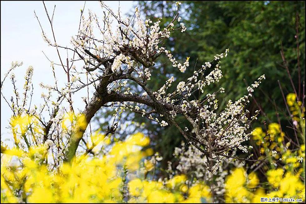 【春天，广西桂林灌阳县向您发出邀请！】长坪村油菜盛情花开 - 游山玩水 - 龙岩生活社区 - 龙岩28生活网 ly.28life.com