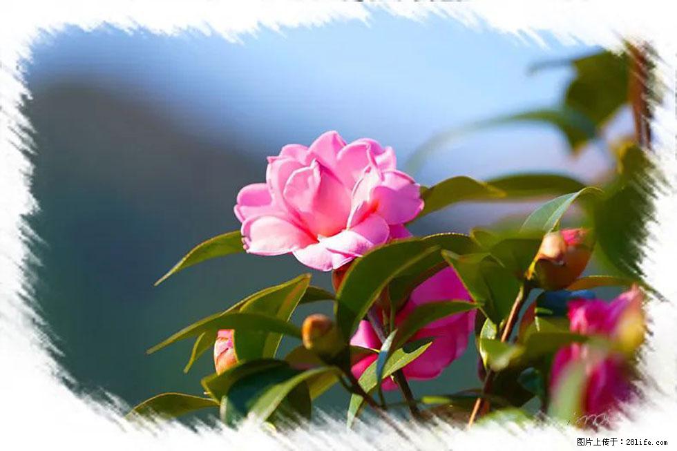 【春天,广西桂林灌阳县向您发出邀请!】杨柳井茶花惹人爱 - 游山玩水 - 龙岩生活社区 - 龙岩28生活网 ly.28life.com