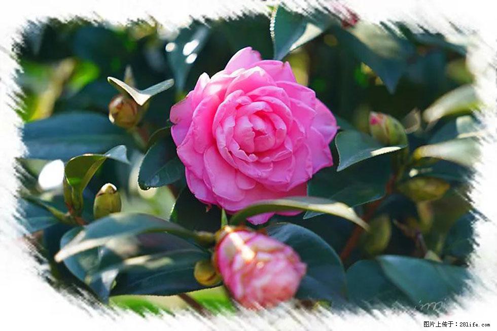 【春天,广西桂林灌阳县向您发出邀请!】杨柳井茶花惹人爱 - 游山玩水 - 龙岩生活社区 - 龙岩28生活网 ly.28life.com