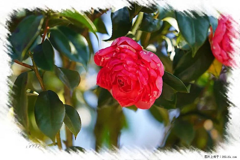 【春天,广西桂林灌阳县向您发出邀请!】杨柳井茶花惹人爱 - 游山玩水 - 龙岩生活社区 - 龙岩28生活网 ly.28life.com