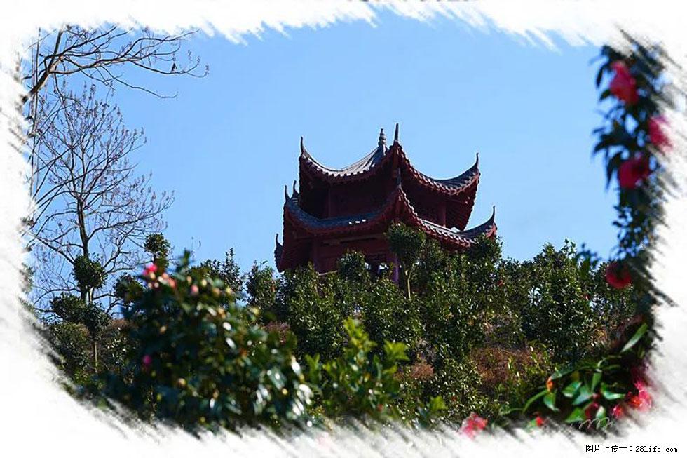 【春天,广西桂林灌阳县向您发出邀请!】杨柳井茶花惹人爱 - 游山玩水 - 龙岩生活社区 - 龙岩28生活网 ly.28life.com