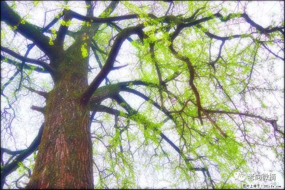 【春天，广西桂林灌阳县向您发出邀请！】在小龙村与春天约会 - 游山玩水 - 龙岩生活社区 - 龙岩28生活网 ly.28life.com