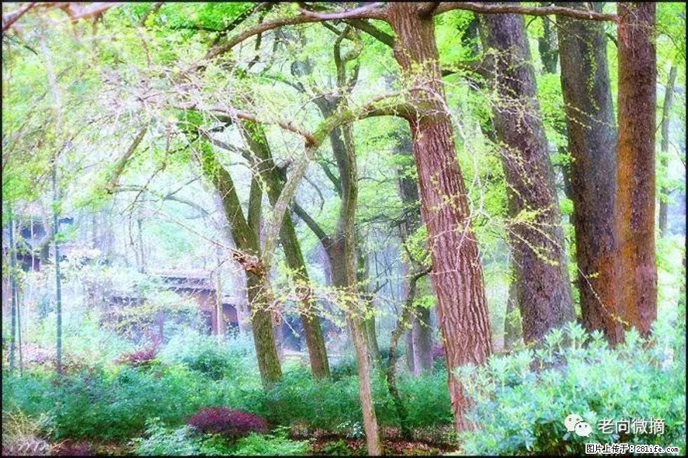 【春天，广西桂林灌阳县向您发出邀请！】在小龙村与春天约会 - 游山玩水 - 龙岩生活社区 - 龙岩28生活网 ly.28life.com