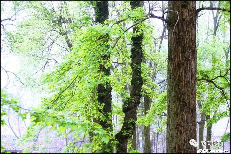 【春天，广西桂林灌阳县向您发出邀请！】在小龙村与春天约会 - 游山玩水 - 龙岩生活社区 - 龙岩28生活网 ly.28life.com