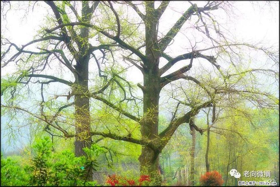 【春天，广西桂林灌阳县向您发出邀请！】在小龙村与春天约会 - 游山玩水 - 龙岩生活社区 - 龙岩28生活网 ly.28life.com