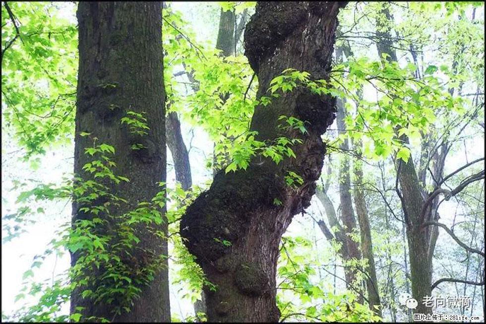 【春天，广西桂林灌阳县向您发出邀请！】在小龙村与春天约会 - 游山玩水 - 龙岩生活社区 - 龙岩28生活网 ly.28life.com