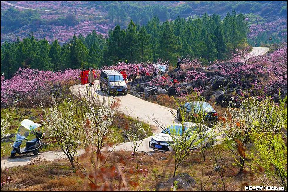 【春天,广西桂林灌阳县向您发出邀请!】望月岭上桃花开 - 游山玩水 - 龙岩生活社区 - 龙岩28生活网 ly.28life.com