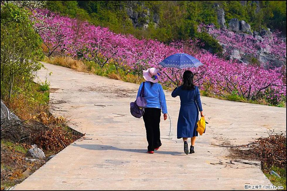 【春天,广西桂林灌阳县向您发出邀请!】望月岭上桃花开 - 游山玩水 - 龙岩生活社区 - 龙岩28生活网 ly.28life.com