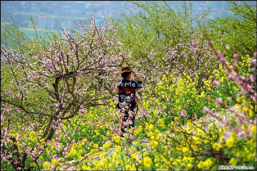 【春天,广西桂林灌阳县向您发出邀请!】望月岭上桃花开 - 游山玩水 - 龙岩生活社区 - 龙岩28生活网 ly.28life.com