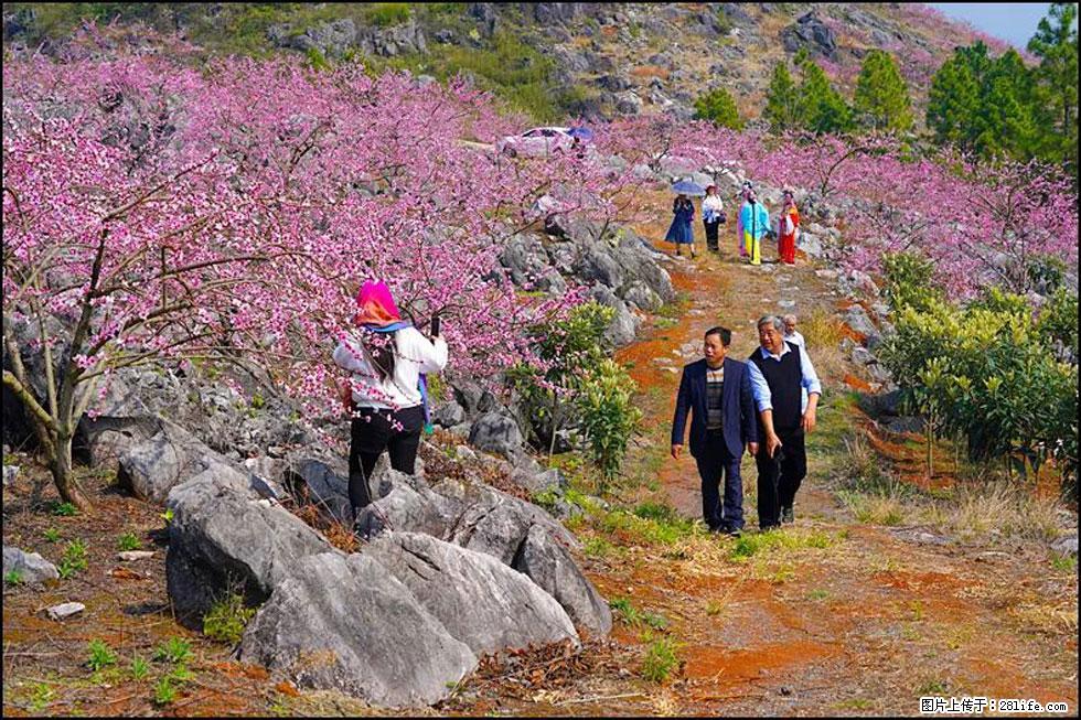 【春天,广西桂林灌阳县向您发出邀请!】望月岭上桃花开 - 游山玩水 - 龙岩生活社区 - 龙岩28生活网 ly.28life.com