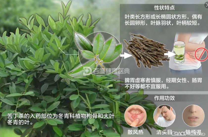 苦丁茶有哪些功效和作用 - 生活百科 - 龙岩生活社区 - 龙岩28生活网 ly.28life.com