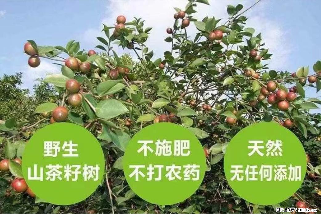 【灌阳县油茶产业示范区】一个有着充实的精神生活的人，对待身外之物自会有一种淡泊的态度 - 土特产 - 饮食特产 - 龙岩分类信息 - 龙岩28生活网 ly.28life.com