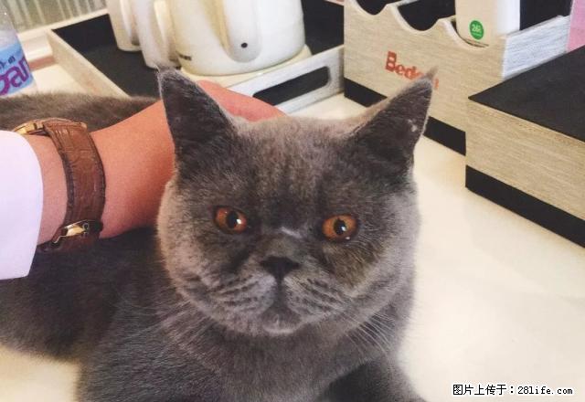 万达广场 温馨精装单身公寓 欧式简约风 家电齐全 还有小可爱 - 房屋出租 - 房屋租售 - 龙岩分类信息 - 龙岩28生活网 ly.28life.com