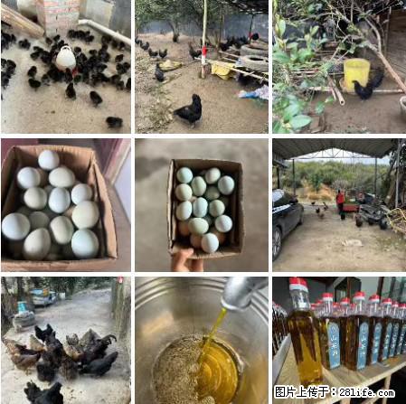 油茶园从小鸡仔开始养起的纯土鸡、土鸡蛋可以预定啦！还有前几天刚榨的纯山茶油哦 - 美食天地 - 龙岩生活社区 - 龙岩28生活网 ly.28life.com