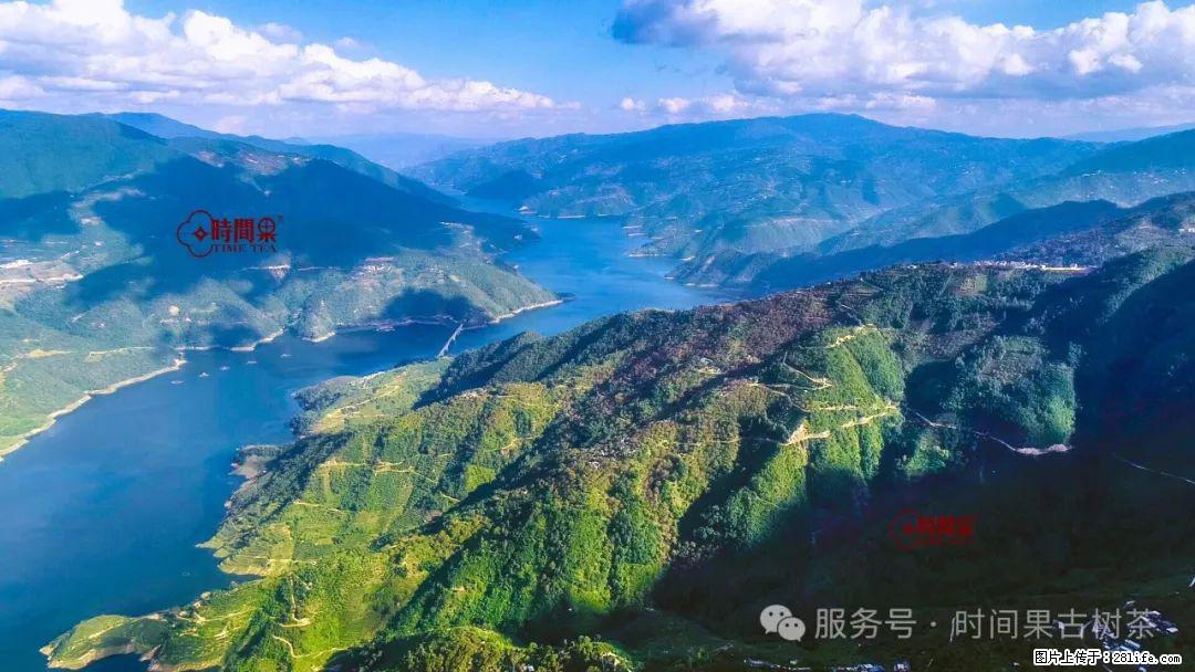 时间果百年古树龙珠普洱生茶 - 购物交流 - 龙岩生活社区 - 龙岩28生活网 ly.28life.com