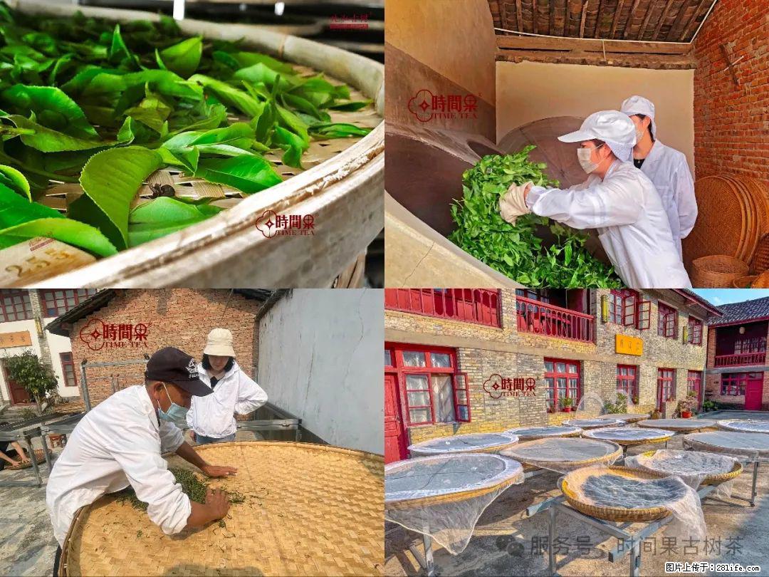 时间果百年古树龙珠普洱生茶 - 购物交流 - 龙岩生活社区 - 龙岩28生活网 ly.28life.com