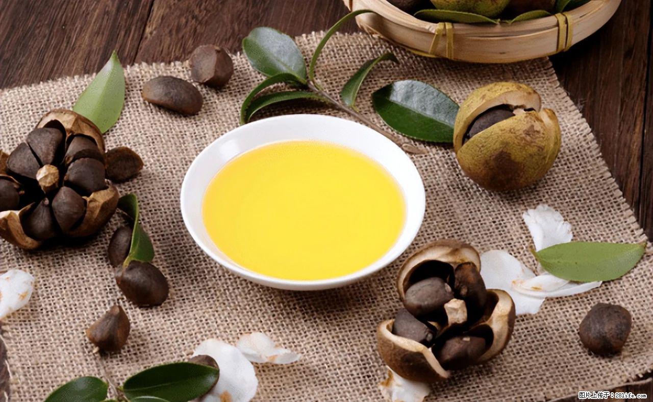 揭秘茶油的5大核心营养成分!被称为人体健康的“守护盾”! - 龙岩生活资讯 - 龙岩28生活网 ly.28life.com