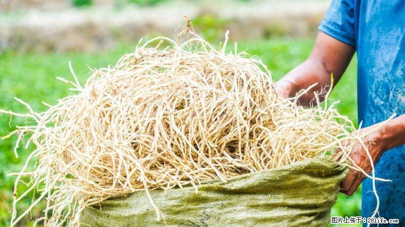 堪称“最难吃”的蔬菜，却是 “抗辐射神器”，还能护肺、清热、止咳化痰！ - 龙岩生活资讯 - 龙岩28生活网 ly.28life.com