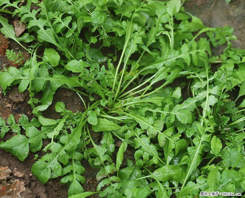 这些蔬菜是“天然钙片”，这6种被医生重点推荐 - 龙岩生活资讯 - 龙岩28生活网 ly.28life.com