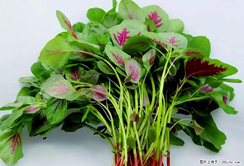 这些蔬菜是“天然钙片”，这6种被医生重点推荐 - 龙岩生活资讯 - 龙岩28生活网 ly.28life.com