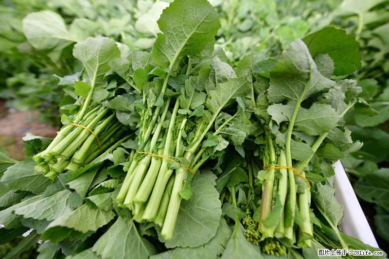这些蔬菜是“天然钙片”，这6种被医生重点推荐 - 龙岩生活资讯 - 龙岩28生活网 ly.28life.com